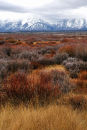 Grand Tetons, Willow & Dogwood