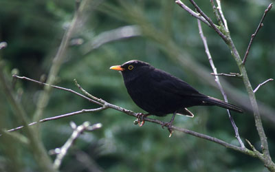 Blackbird
