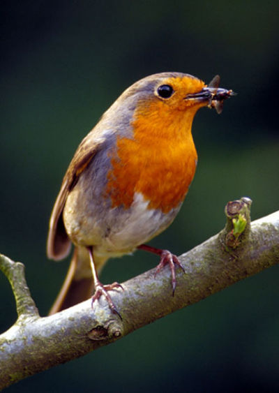 Robin