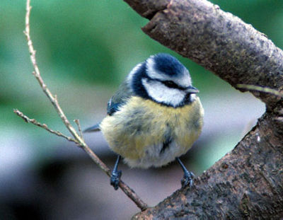 Blue Tit