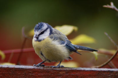Blue Tit