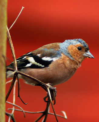 Chaffinch