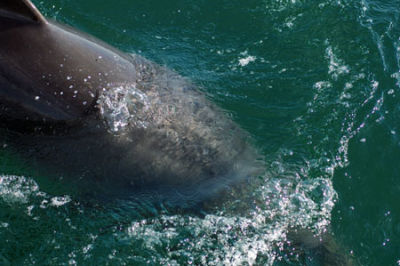 Bottlenose Dolphin
