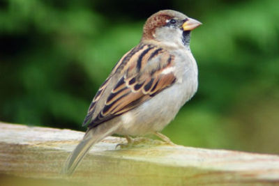 House Sparrow