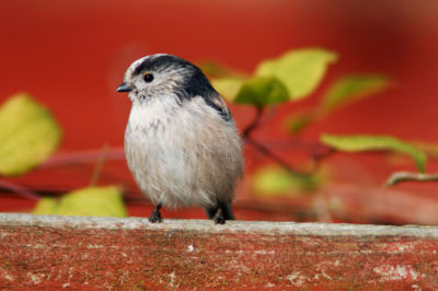 Long Tailed Tit
