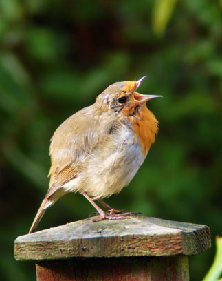 Robin