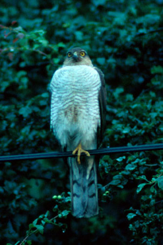 Sparrowhawk