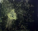 Inflorescence II  Etching, edt 15  57 x 69 cm, 2010