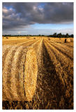 Harvest