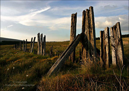 Evening Sentinals