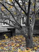 Autumn in Emlyn