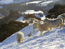 A Welsh winter, Tregroes