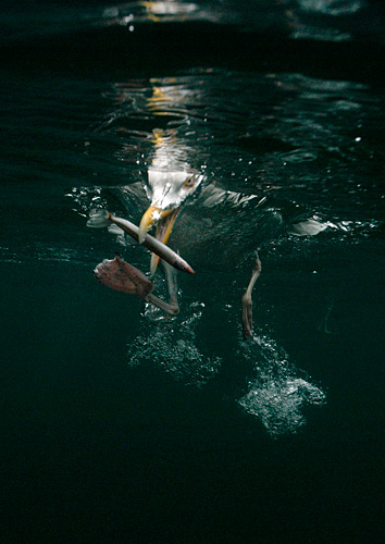 Herring Gull feeding on Sandeel