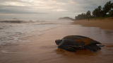 Leatherback and Olive Ridley Turtle Images from French Guiana uploaded