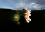 Highly Commended - British Wildlife Photography Awards