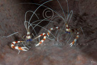 Banded Coral Shrimp