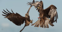 Black Kite