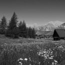 Alpine meadow