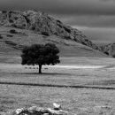 Lonely Andalusian tree