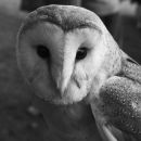 Barn owl