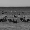 Black swans