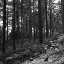 Bracken in the wood