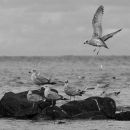 Coming in to land