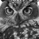 Eagle owl