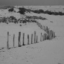 Old fence posts