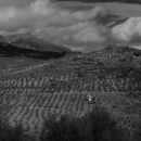 Finca