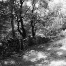 Gate in the wood