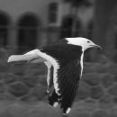 Gliding gull