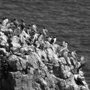 Guillemots