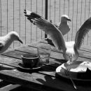 Gull picnic
