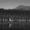 Heron by the reeds