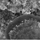 Lichen circle