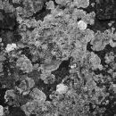 Lichen on the rock