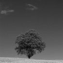 Lonely tree