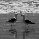 Loving gulls