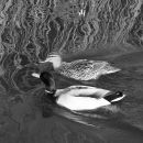 Mallards