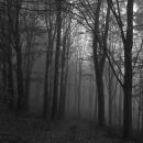 Mist in the wood