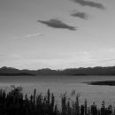 Lupins by the lake