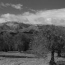 Olive grove