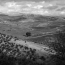 Olive trees