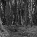 Path through the woods.