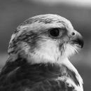 Peregrine falcon