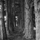 Pine avenue