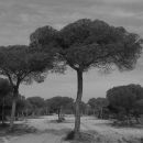 Pine trees
