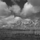 Reeds in the lake