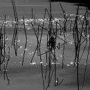 Reeds in the lake